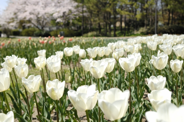 新潟市の人口や特徴を区ごとに紹介！